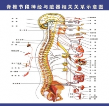 SƠ ĐỒ DÂY THẦN KINH CỘT SỐNG