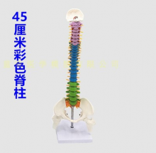 MÔ HÌNH CỘT SỐNG GẮN VỚI XƯƠNG CHẬU (MÀU, DẠNG ĐỨNG, CAO 45CM)