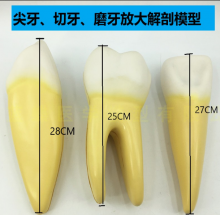 MÔ HÌNH RĂNG CỬA, RĂNG NANH, RĂNG HÀM (ĐỘ PHÓNG ĐẠI 6 LẦN)