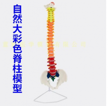 MÔ HÌNH CỘT SỐNG GẮN VỚI XƯƠNG CHẬU (MÀU, DẠNG ĐỨNG, CAO 85CM)