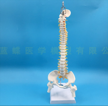 MÔ HÌNH CỘT SỐNG GẮN VỚI XƯƠNG CHẬU (DẠNG TREO, THẲNG, CAO 45CM)