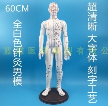 MÔ HÌNH HUYỆT ĐẠO CƠ THỂ NAM (60CM, MÀU TRẮNG)