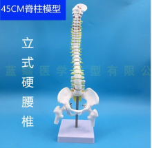 MÔ HÌNH CỘT SỐNG GẮN VỚI XƯƠNG CHẬU (DẠNG ĐỨNG, CAO 45CM)