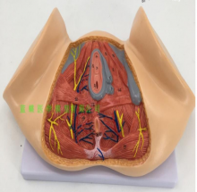 MÔ HÌNH CẤU TRÚC TẦNG SINH MÔN CỦA NỮ