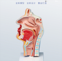 MÔ HÌNH KHOANG MŨI THEO CHIỀU DỌC