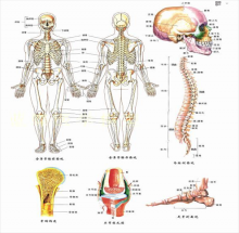 SƠ ĐỒ GIẢI PHẪU CƠ THỂ NGƯỜI