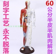 MÔ HÌNH HUYỆT ĐẠO CƠ THỂ NAM (60CM, 1/2 CƠ THỂ CHO THẤY CƠ BẮP)