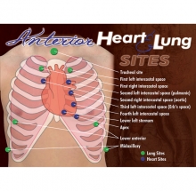 tranh mô phỏng vị trí tim, phổi