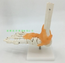 Mô hình khớp bàn chân - DMK3361