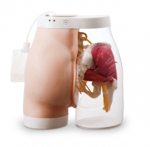 mô hình tiêm bắp cơ mông